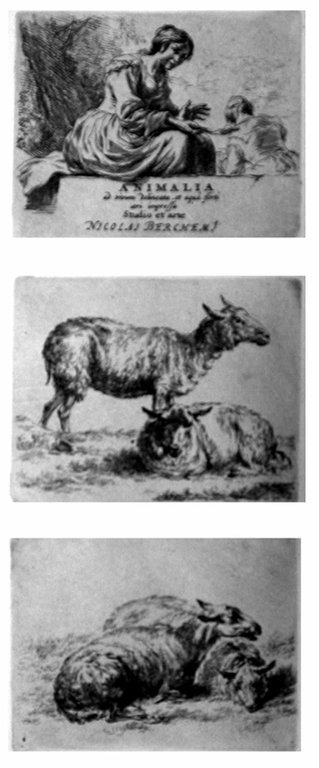 ANIMALIA. - Ad vivum delineata, et aqua forti aeri impressa. …