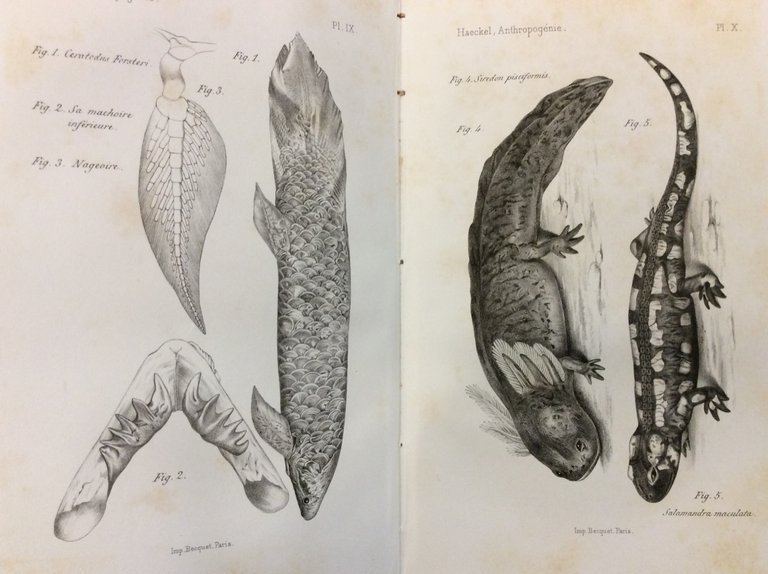 ANTHROPOGENIE OU HISTOIRE DE L'EVOLUTION HUMAINE. - Leçons familières sur …