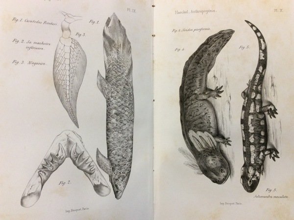 ANTHROPOGENIE OU HISTOIRE DE L'EVOLUTION HUMAINE. - Leçons familières sur …