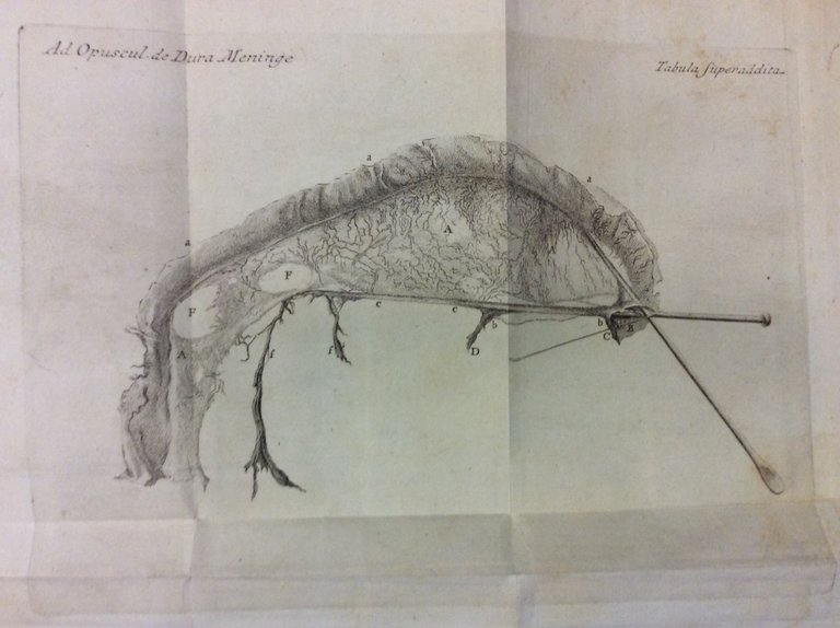 ANTONII PACCHIONI REGIENSIS MEDICI, & ANATOMICI ROMANI OPERA. - Editio …