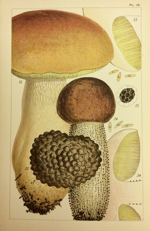 BRITISH EDIBLE FUNGI. - How to distinguish and how to …