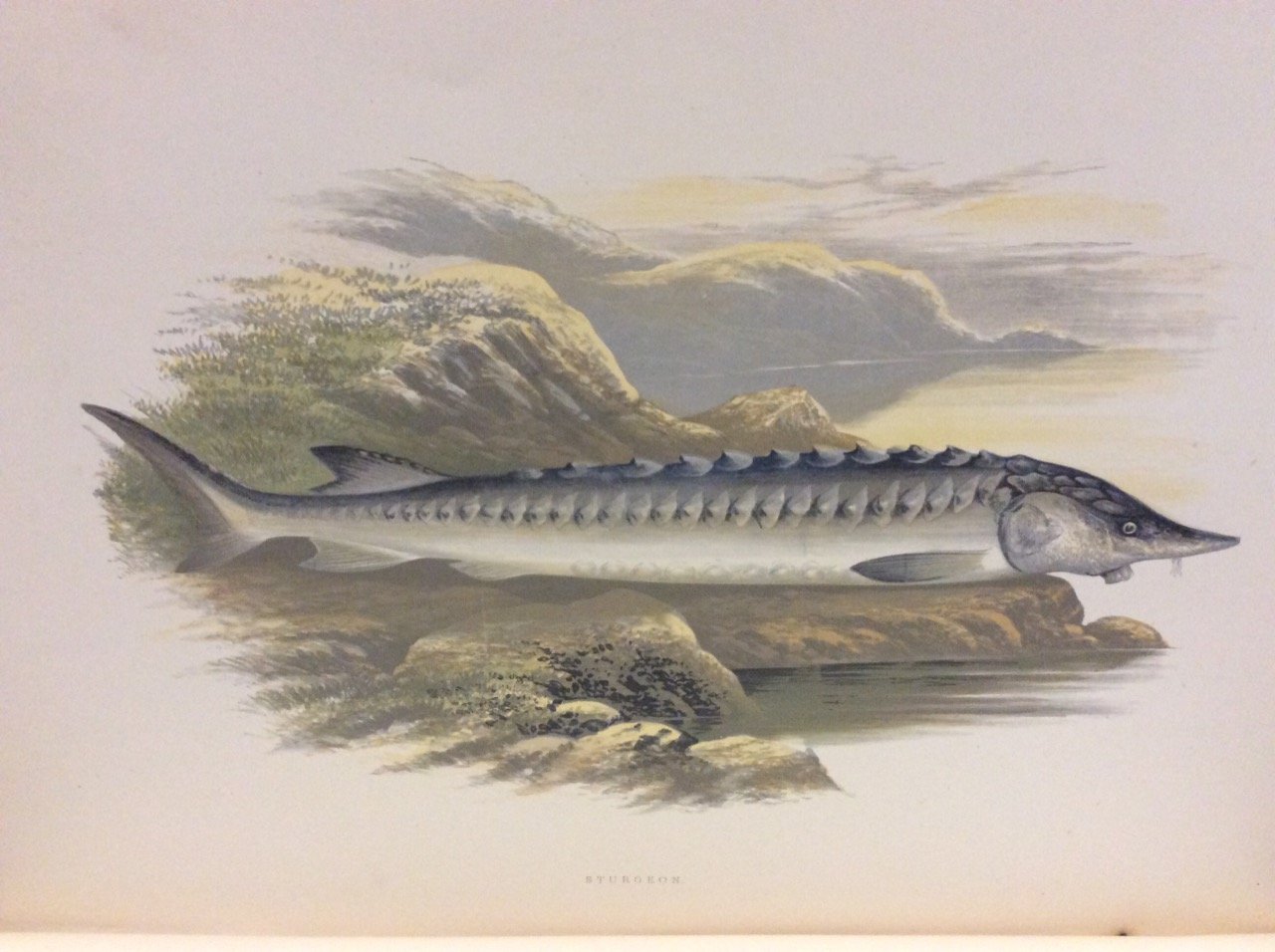 BRITISH FRESH-WATER FISHES. - Illustrated with a coloured figure of …