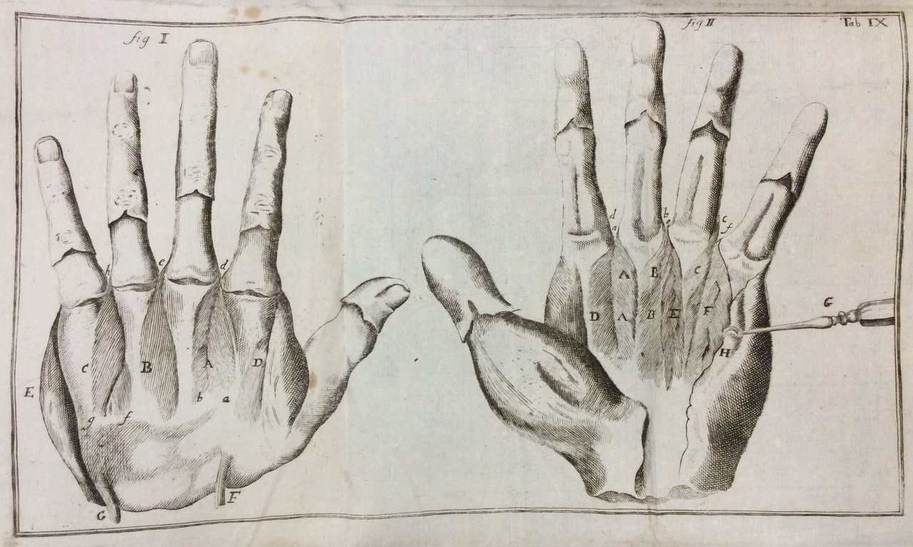 COMPENDIUM ANATOMICUM. - Totam rem anatomicam brevissime complectens. Editio sexta …