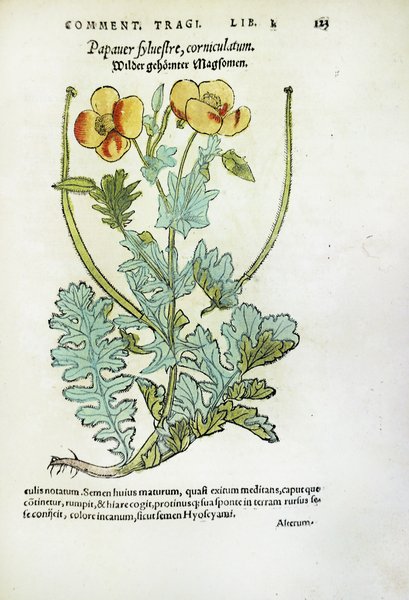 DE STIRPIUM, MAXIME EARUM, QUAE IN GERMANIA NOSTRA NASCUNTUR... - …