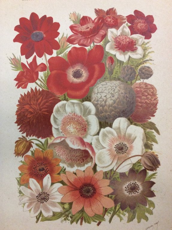 DICTIONNAIRE PRATIQUE D'HORTICULTURE ET DE JARDINAGE. - Illustré.