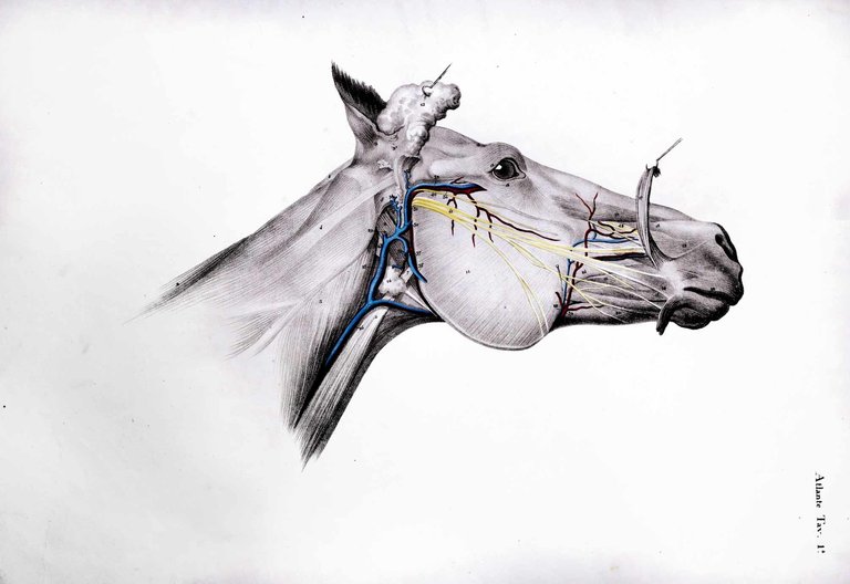 DIZIONARIO DI MEDICINA CHIRURGIA ED IGIENE VETERINARIA. - Tradotto sulla …