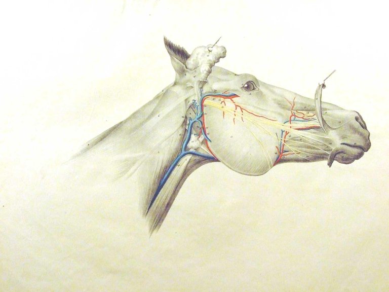 DIZIONARIO DI MEDICINA CHIRURGIA ED IGIENE VETERINARIA. - Tradotto sulla …