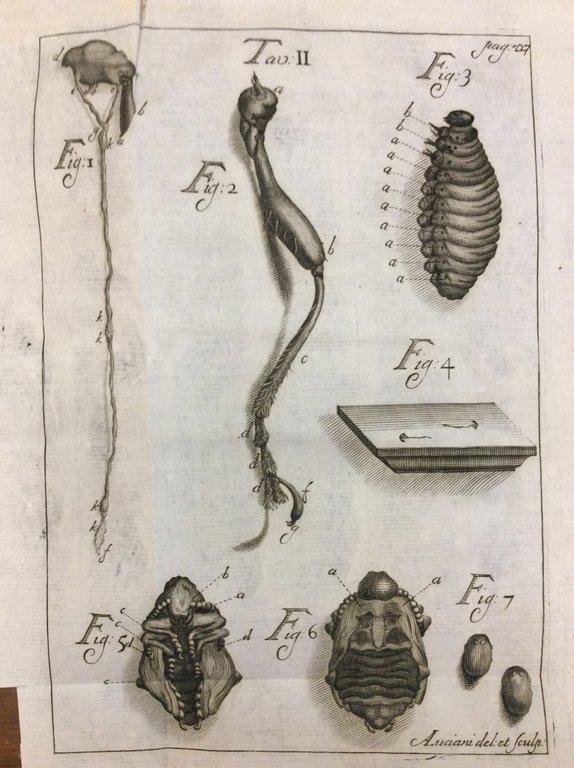 ESPERIENZE ED OSSERVAZIONI INTORNO ALL'ORIGINE, SVILUPPI, E COSTUMI DI VARI …