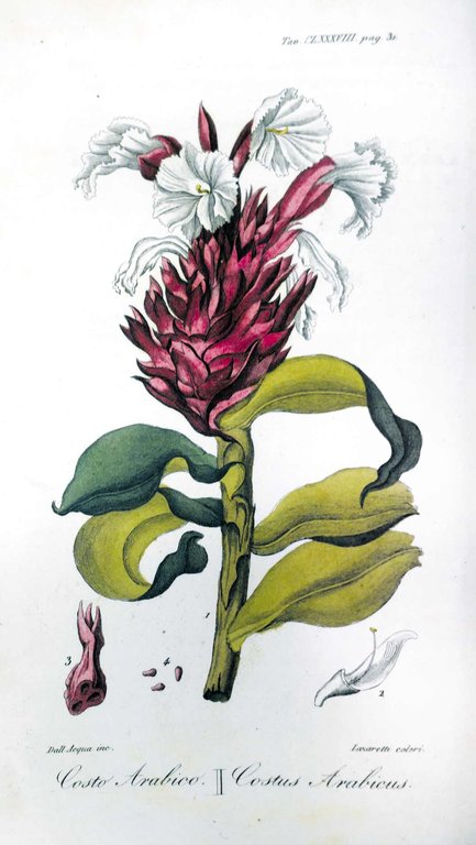 FLORA MEDICA. - Ossia catalogo alfabetico ragionato delle piante medicinali, …