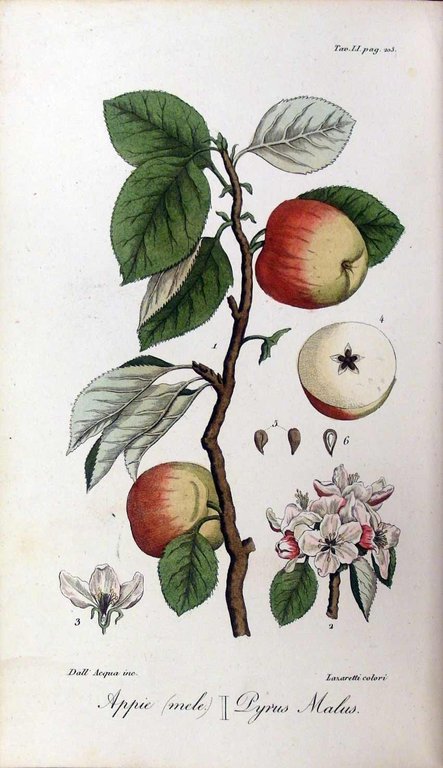 FLORA MEDICA. - Ossia catalogo alfabetico ragionato delle piante medicinali, …
