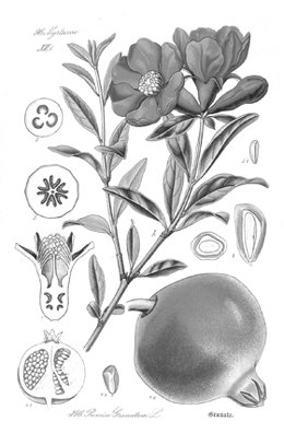 FLORA VON DEUTSCHLAND. - Osterreich und der Schweiz, in Wort …