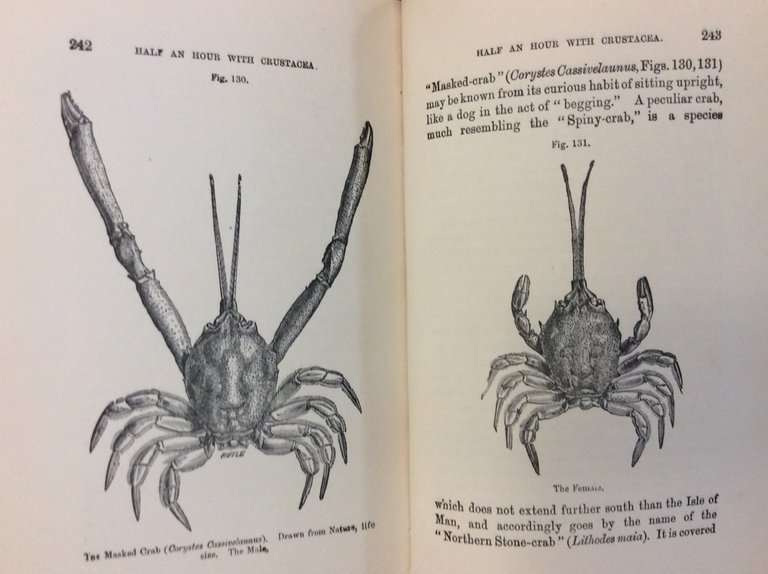 HALF-HOURS AT THE SEA-SIDE OR, RECREATIONS WITH MARINE OBJECTS. - …