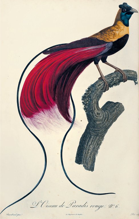 HISTOIRE NATURELLE DES OISEAUX DE PARADIS ET DES ROLLIERS SUIVIE …