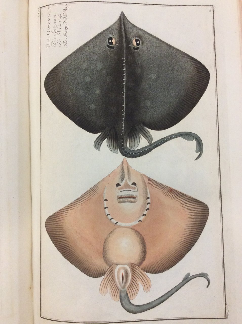 ICHTYOLOGIE, OU HISTOIRE NATURELLE, GENERALE ET PARTICULIERE DES POISSONS. - …