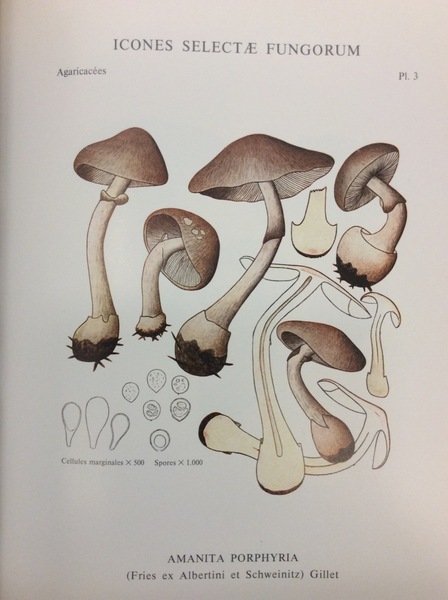 ICONES SELECTAE FUNGORUM. - Préface de René Maire.