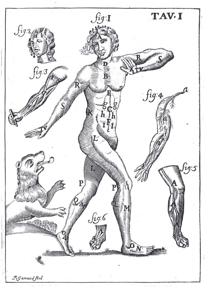 IL CORPO UMANO. - O breve storia dove con nuovo …