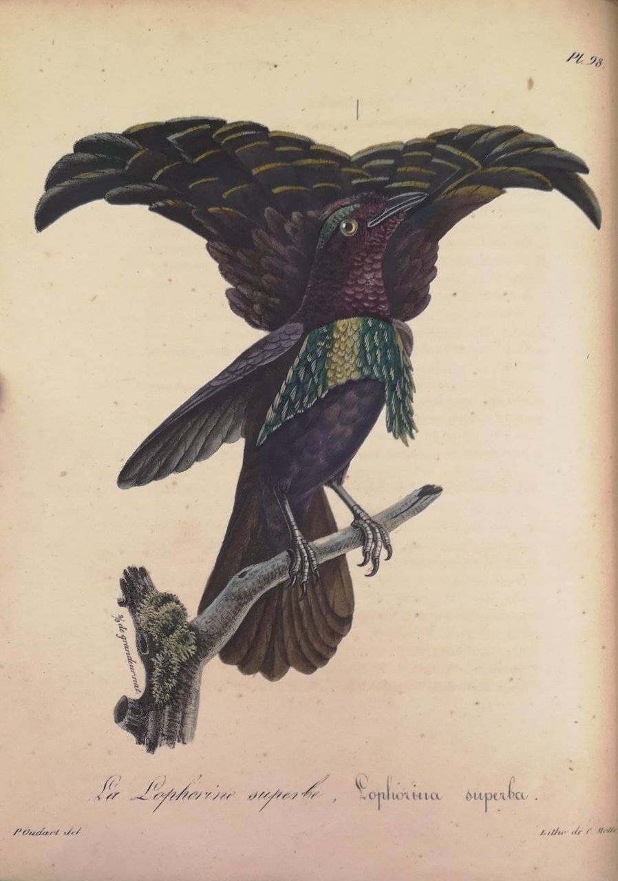 LA GALERIE DES OISEAUX. - Dédiée à Son Altesse Royale …