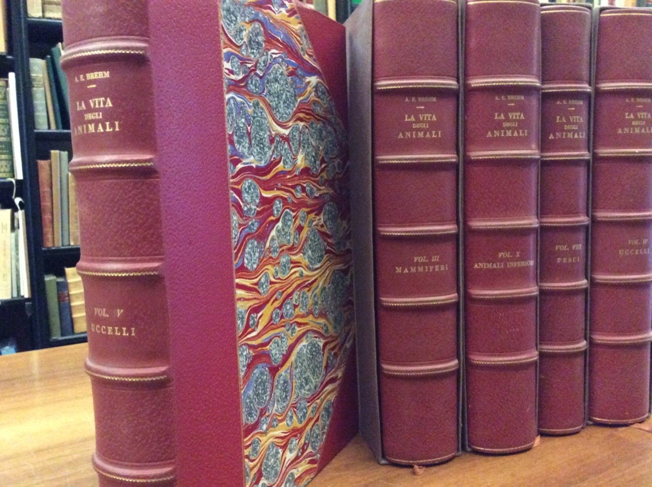 LA VITA DEGLI ANIMALI. - Traduzione di M. Lessona.