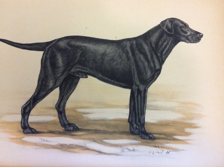 LES RETRIEVERS ET LEUR DRESSAGE. - Illustrations de O'Klein et …