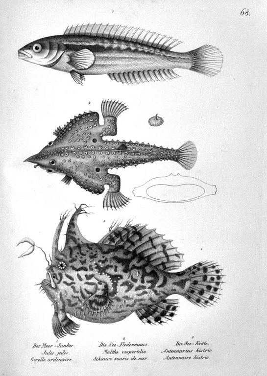NATURGESCHICHTE UND ABBILDUNGEN DER FISCHE. - Nach den neuesten Systemen …