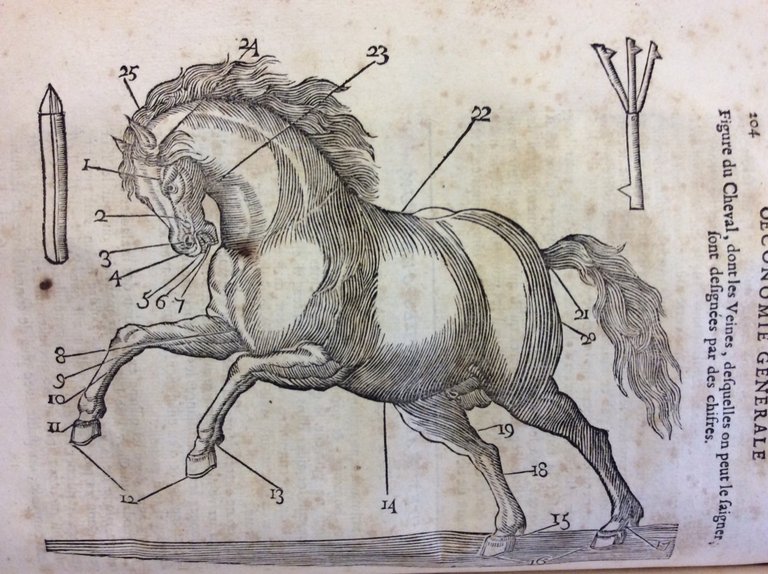 OECONOMIE GENERALE DE LA CAMPAGNE OU NOUVELLE MAISON RUSTIQUE. - …