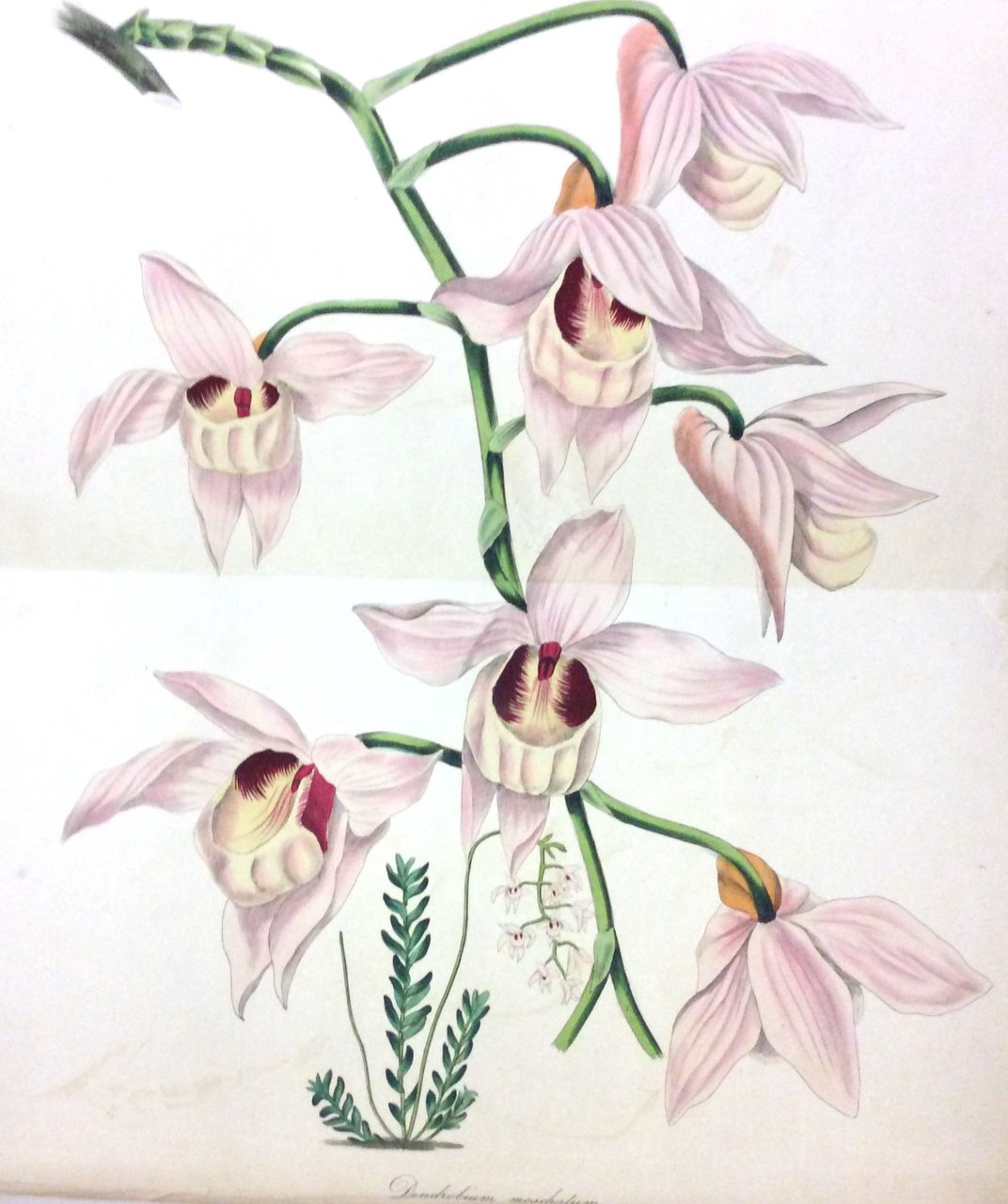 PAXTON'S MAGAZINE OF BOTANY, AND REGISTER OF FLOWERING PLANTS.