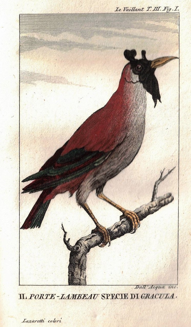 PRIMO / SECONDO VIAGGIO NELL'INTERNO DELL'AFRICA PEL CAPO BUONA SPERANZA. …