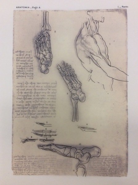 QUADERNI DI ANATOMIA.