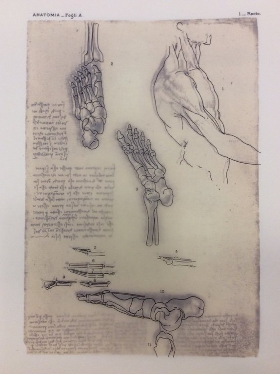 QUADERNI DI ANATOMIA.