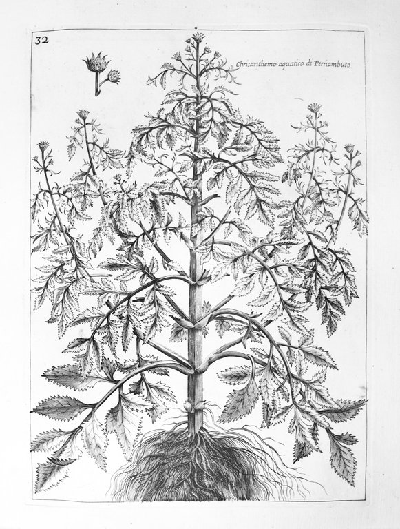 RARIORUM STIRPIUM HISTORIA EX PARTE OLIM EDITA. - Nunc centum …