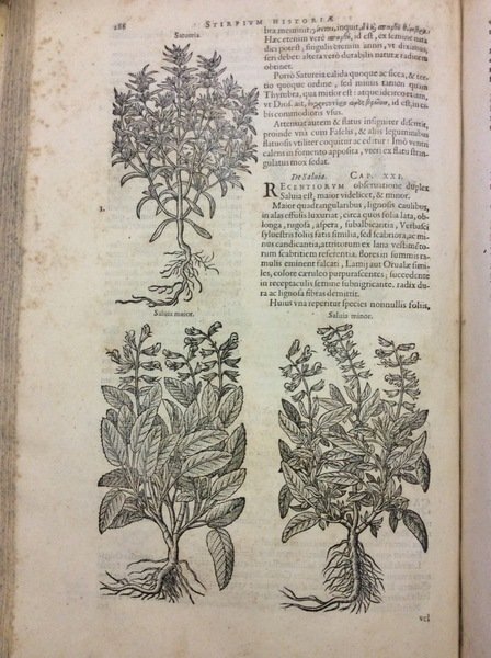 STIRPIUM HISTORIAE PEMPTADES SEX SIVE LIBRI XXX.