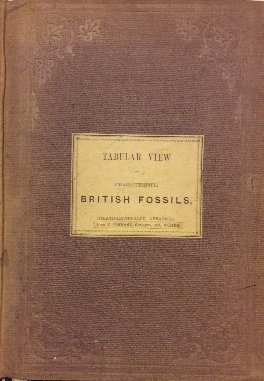 TABULAR VIEW OF CHARACTERISTIC BRITISH FOSSILS STRATIGRAPHICALLY ARRANGED. | Immagine principale