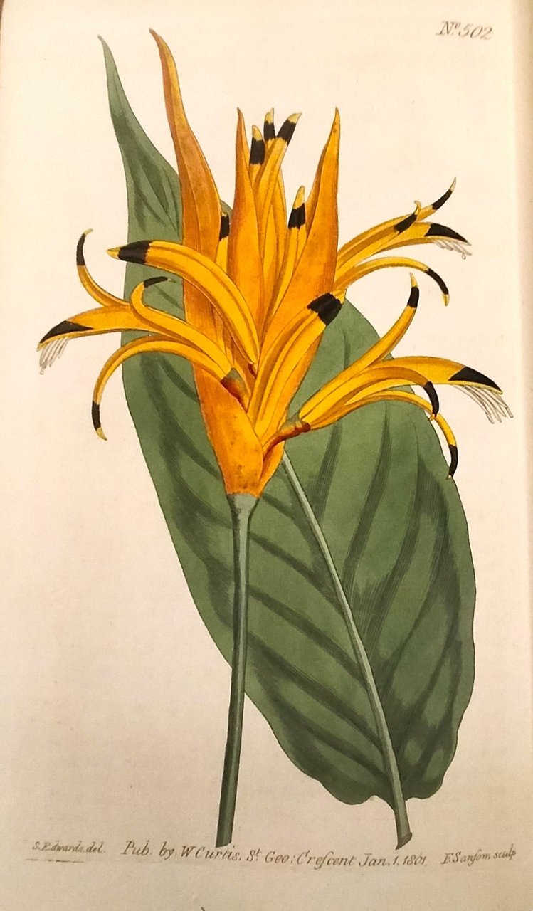 THE BOTANICAL MAGAZINE; OR, FLOWER-GARDEN DISPLAYED. IN WHICH THE MOST …