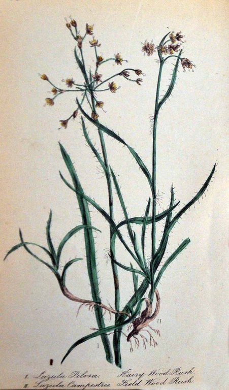 THE WILD FLOWERS OF GREAT BRITAIN. - Botanically and popularly …