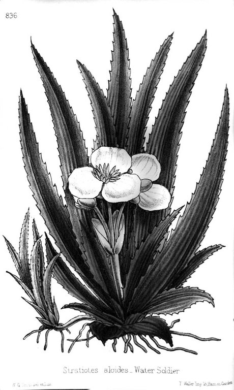 THE WILD FLOWERS OF GREAT BRITAIN. - Botanically and popularly …