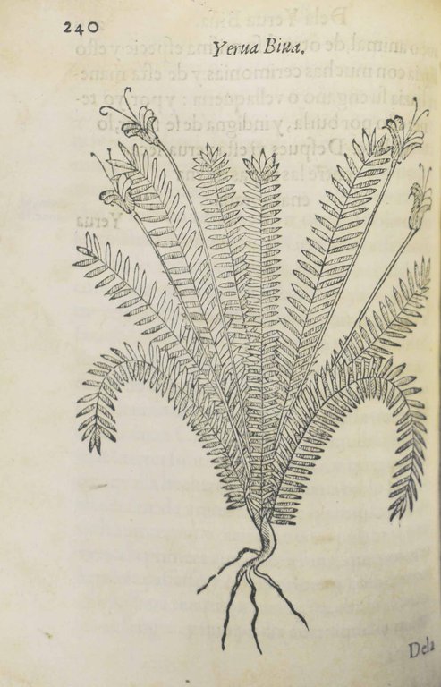 TRACTADO DE LAS DROGAS, Y MEDICINAS DE LAS INDIAS ORIENTALES, …