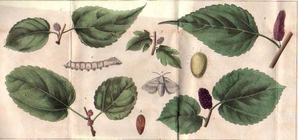 TRAITE' DE LA CULTURE DU MURIER ET DE L'EDUCATION DES …