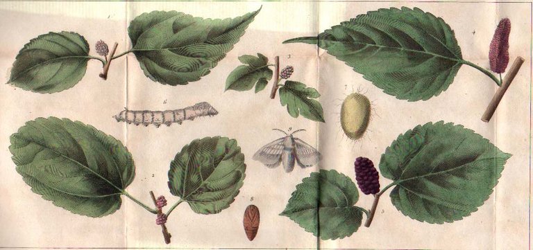 TRAITE' DE LA CULTURE DU MURIER ET DE L'EDUCATION DES …