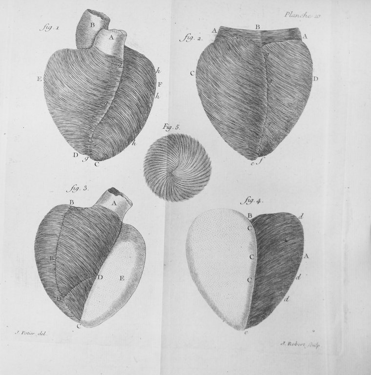 TRAITE' DE LA STRUCTURE DU COEUR. - De son action, …