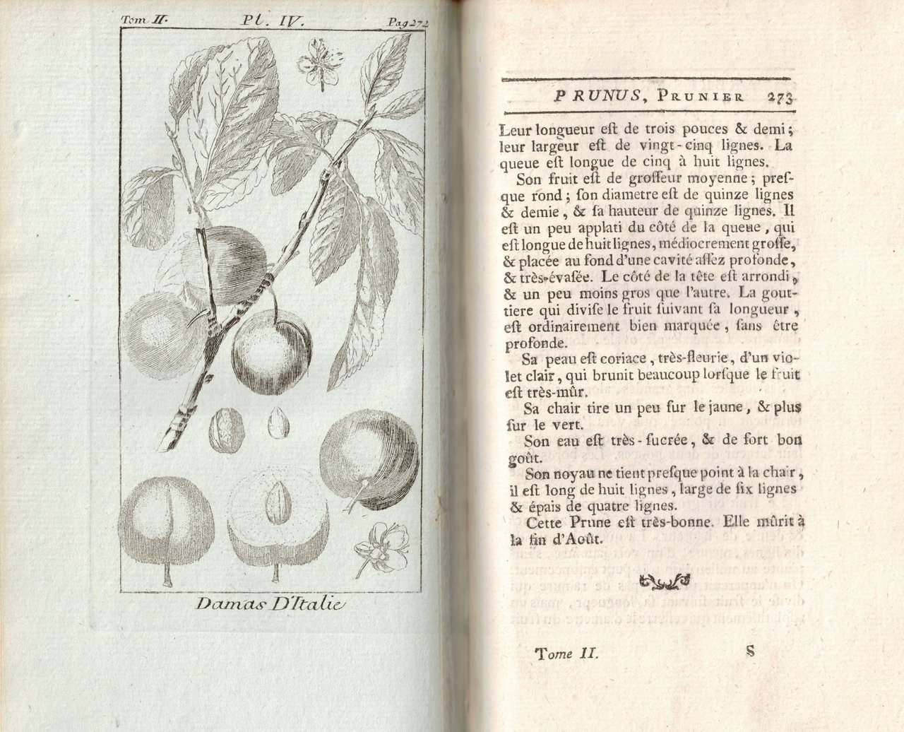 TRAITÉ DES ARBRES FRUITIERS, CONTENANT LEUR FIGURE, LEUR DESCRIPTION, LEUR …