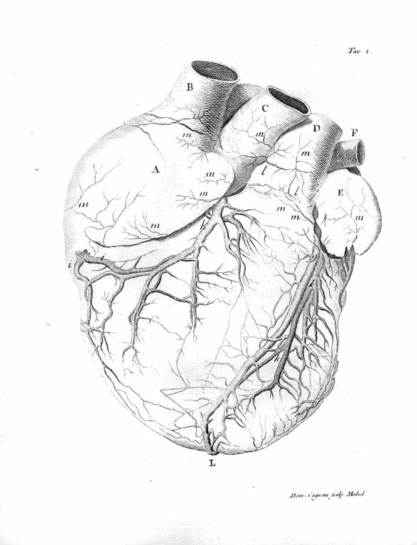 TRATTATO DELLA STRUTTURA DEL CUORE. - Della sua azione e …