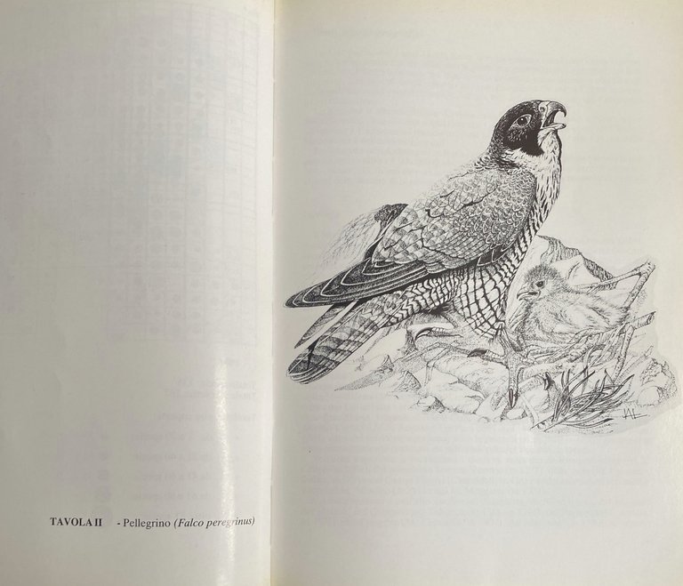 ATLANTE DEGLI UCCELLI NIDIFICANTI IN CAMPANIA (1983-1987)