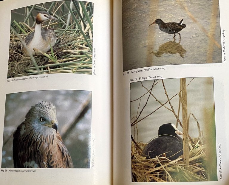 ATLANTE DEGLI UCCELLI NIDIFICANTI IN CAMPANIA (1983-1987)