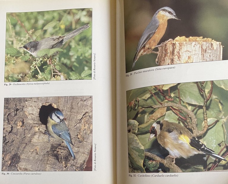 ATLANTE DEGLI UCCELLI NIDIFICANTI IN CAMPANIA (1983-1987)