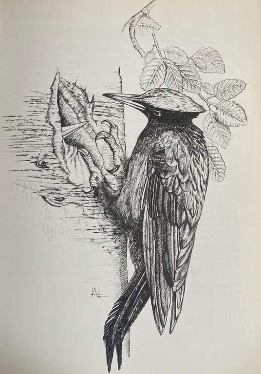 ATLANTE DEGLI UCCELLI NIDIFICANTI IN CAMPANIA (1983-1987)