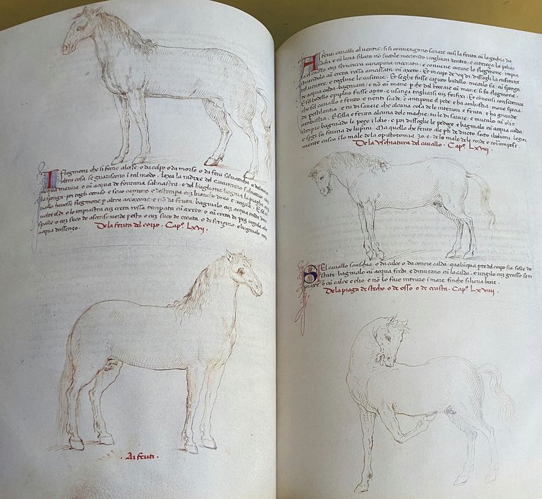 DEI CAVALLI: LA PRATICA DI MAESTRO BONIFACIO DEI MORBI NATURALI …