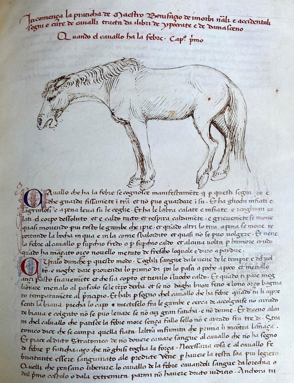 DEI CAVALLI: LA PRATICA DI MAESTRO BONIFACIO DEI MORBI NATURALI …