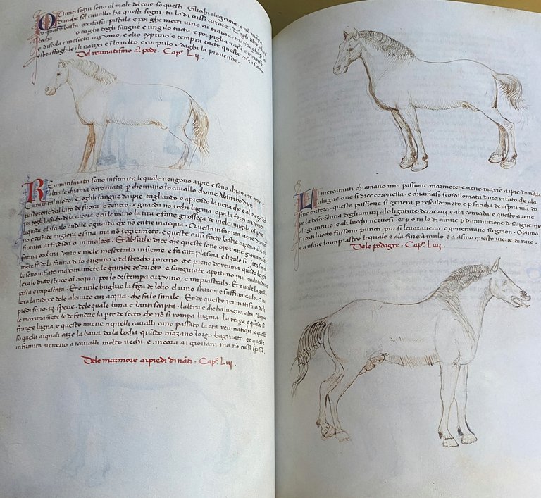 DEI CAVALLI: LA PRATICA DI MAESTRO BONIFACIO DEI MORBI NATURALI …