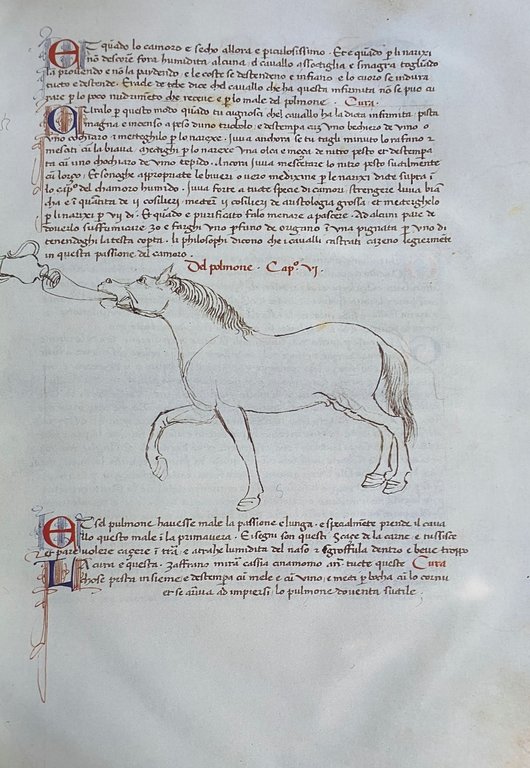 DEI CAVALLI: LA PRATICA DI MAESTRO BONIFACIO DEI MORBI NATURALI …