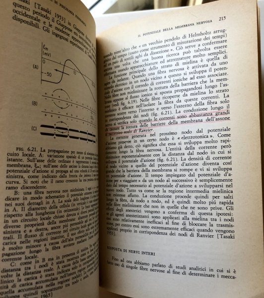 FONDAMENTI DI PSICOLOGIA FISIOLOGICA
